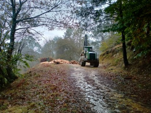 Trabajos forestales en Jaizkibel