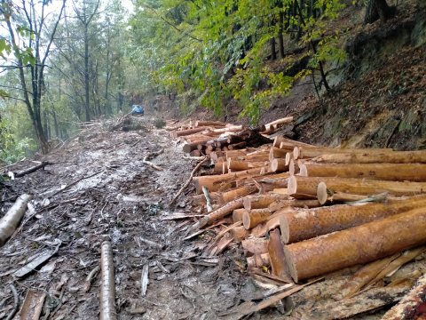 Trabajos forestales en Jaizkibel