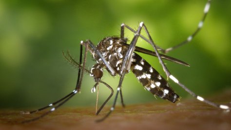 MOSQUITO TIGRE: CONSEJOS DE CÓMO DISTIGUIRLO Y EVITARLO