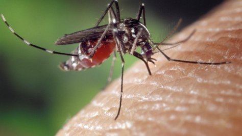 El Gobierno Vasco recomienda adotar medidas preventivas para hacer frente al mosquito tigre